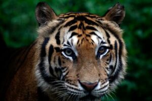 PETA: gebruik geen echte tijgers in Tiger King-serie