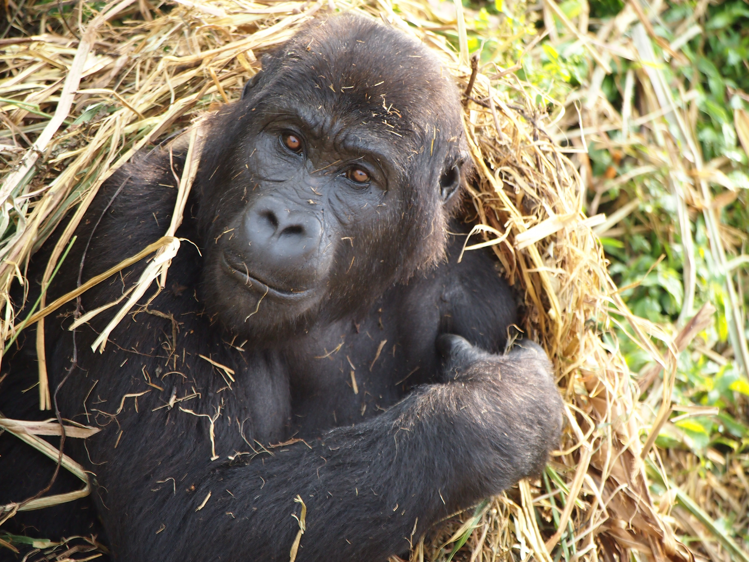 Bijdrage gorilla stichting Nederland
