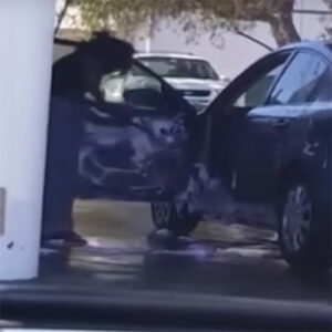Vrouw sopt binnenkant auto