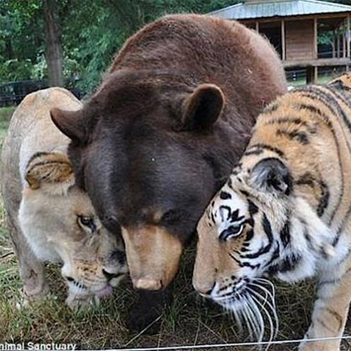Beer, tijger en leeuw zijn beste vrienden