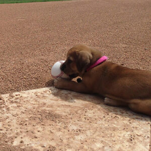 Pup gedumpt op sportveld