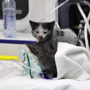 Helden redden kittens van dood