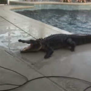 Krokodil neemt duik in zwembad