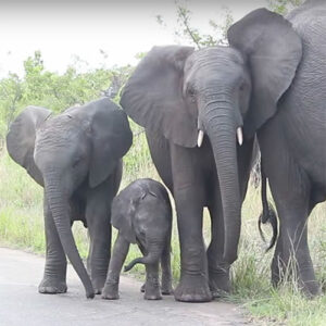 Baby olifant wil van slurf af
