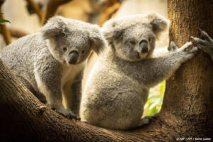 Ouwehands Dierenpark eerste dierentuin in Nederland met koala&#8217;s