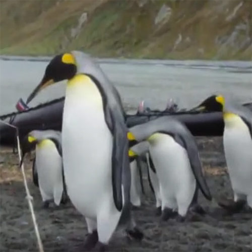 Stelletje onhandige pinguïns