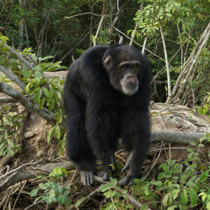 Chimpansee moederziel alleen op eilandje