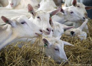 Q-koorts aangetroffen op Gelders melkschapenbedrijf