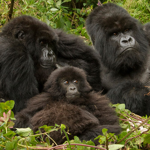 |Oog in oog met berggorilla’s in Rwanda|Oog in oog met berggorilla’s in Rwanda|Oog in oog met berggorilla’s in Rwanda