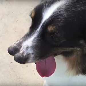 Hond met twee neuzen gered