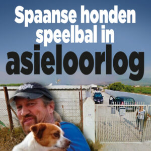 Harde strijd op leven en dood Spaanse honden in La Linea