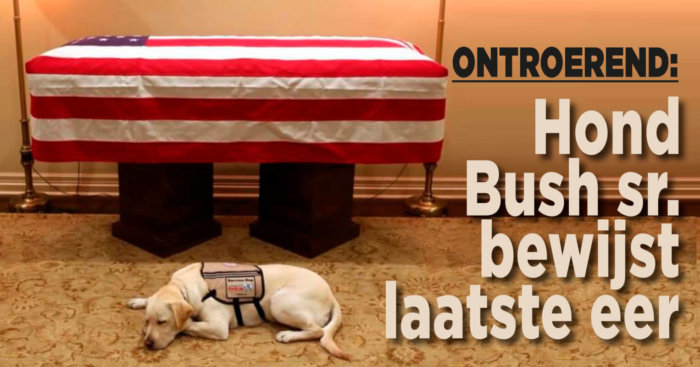 Ontroerend: hond Bush sr. bewijst laatste eer