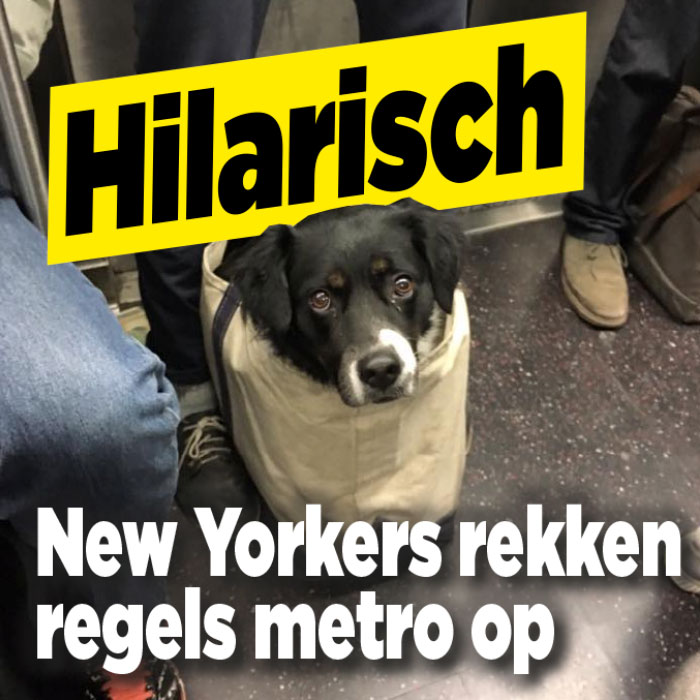 Hondenbezitters omzeilen regels metro New York op hilarische manier