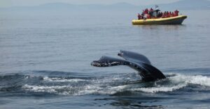 Máxima, Willem-Alexander en de dochters turen naar walvissen