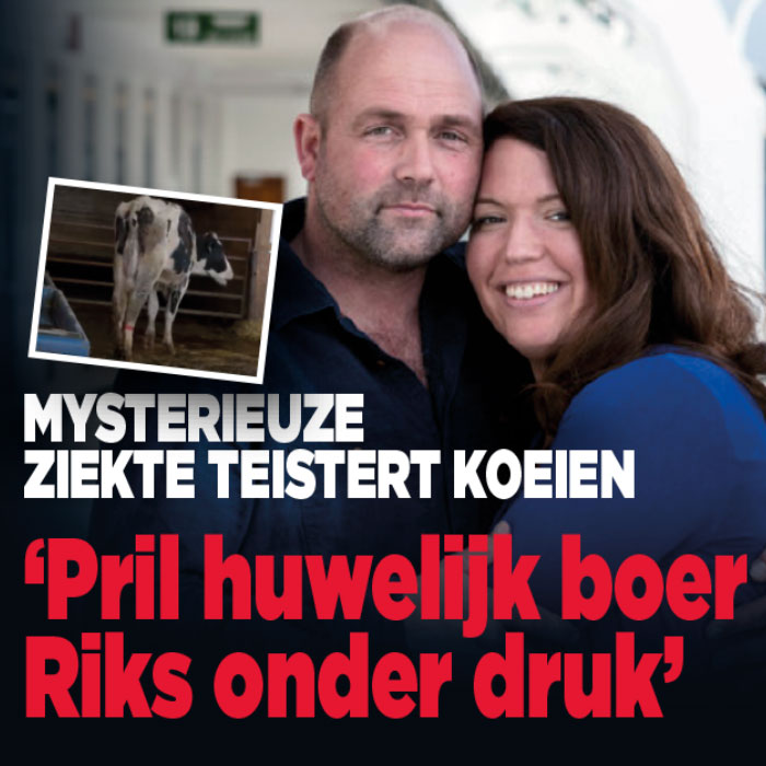 Mysterieuze koeienziekte drukt op huwelijk boer Riks