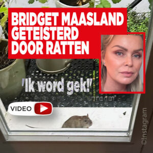 Bridget Maasland geteisterd door ratten: &#8216;Ik word gek!&#8217;