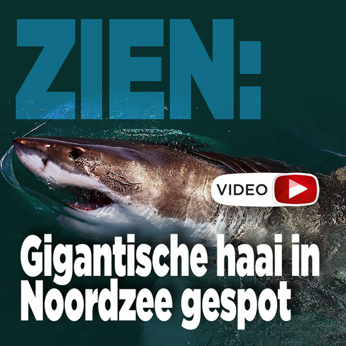 ZIEN: Gigantische haai in Noordzee gespot
