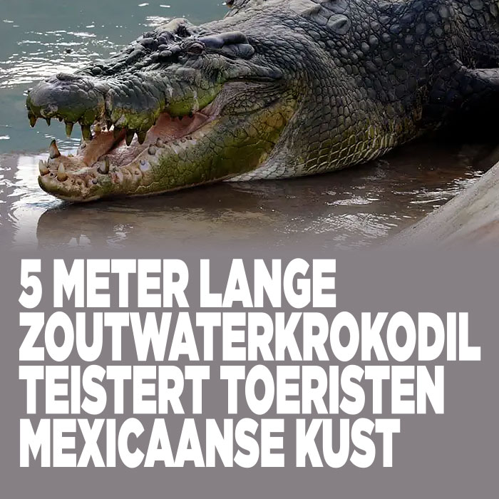 5 meter lange zoutwaterkrokodil teistert toeristen Mexicaanse kust