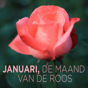 Januari, de maand van de roos