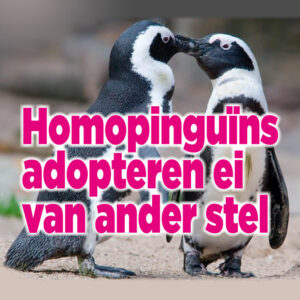 Homoseksuele pinguïns adopteren ei van ander stel