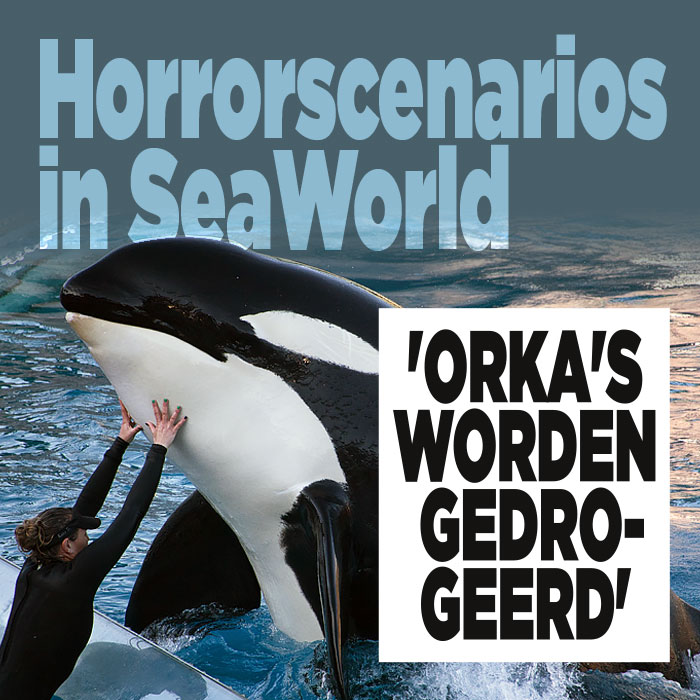 Horrorscenarios in SeaWorld: &#8216;Orka&#8217;s worden gedrogeerd&#8217;