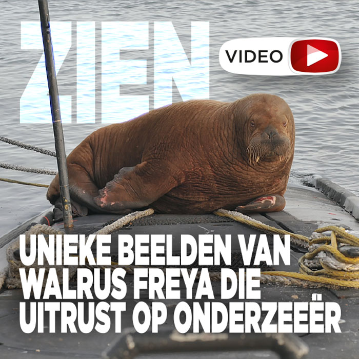 Unieke beelden van walrus Freya die uitrust op onderzeeër