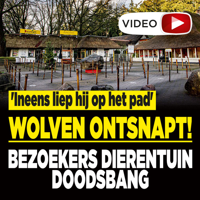 Bezoekers opgeschrikt door ontsnapte wolven in Dierenpark Amersfoort