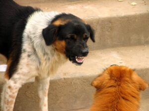 Agressie naar andere honden