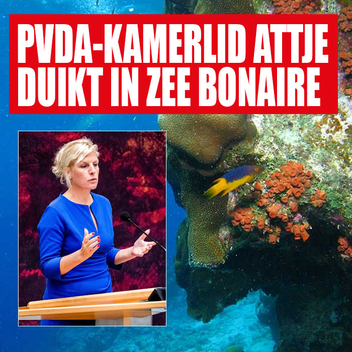 PvdA-Kamerlid Attje Kuiken duikt