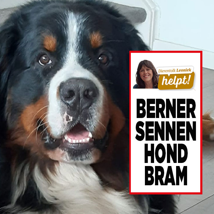 Dierentolk Leoniek helpt een Berner Sennenhond.|Berner sennenhond hond Bram