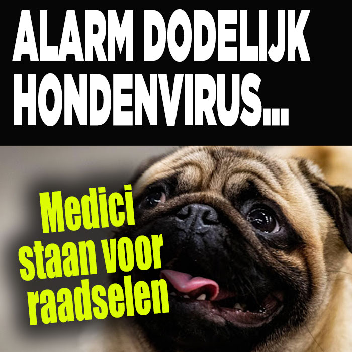 Dodelijk hondenvirus
