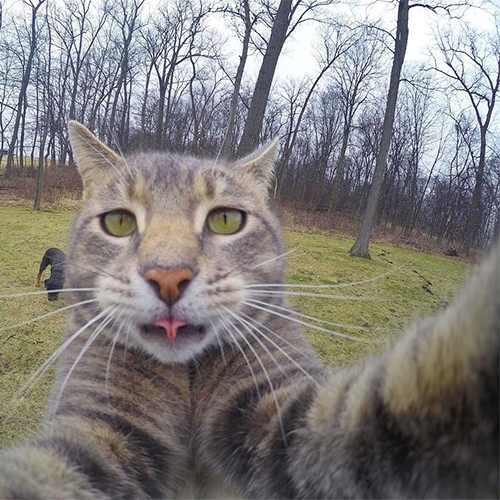 Selfie-kat met Instagram-account