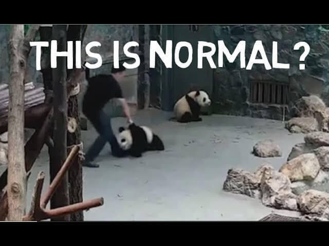 Panda&#8217;s in Chengdu zijn niet altijd lieverdjes