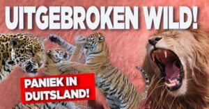 Leeuwen, tijgers en jaguar ontsnapt uit dierentuin!